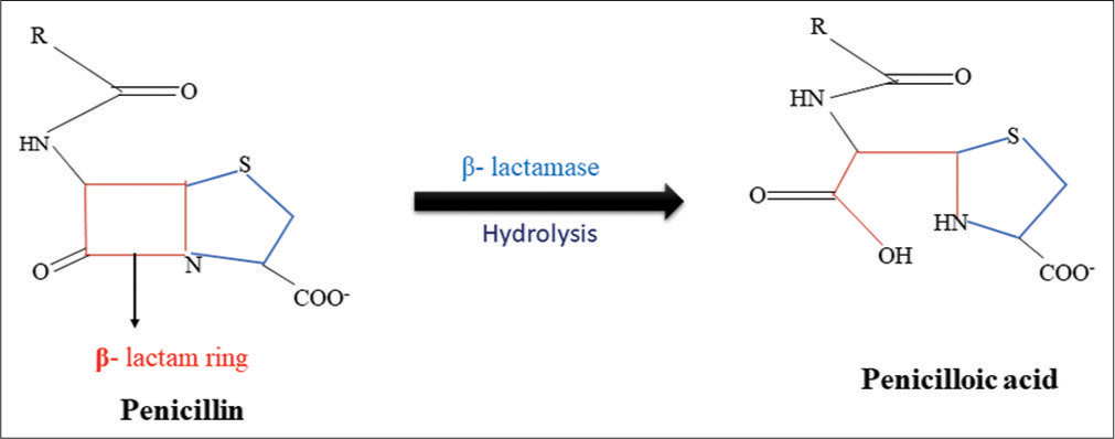 Hydrolysis of β-lactam ring by β-lactamase.