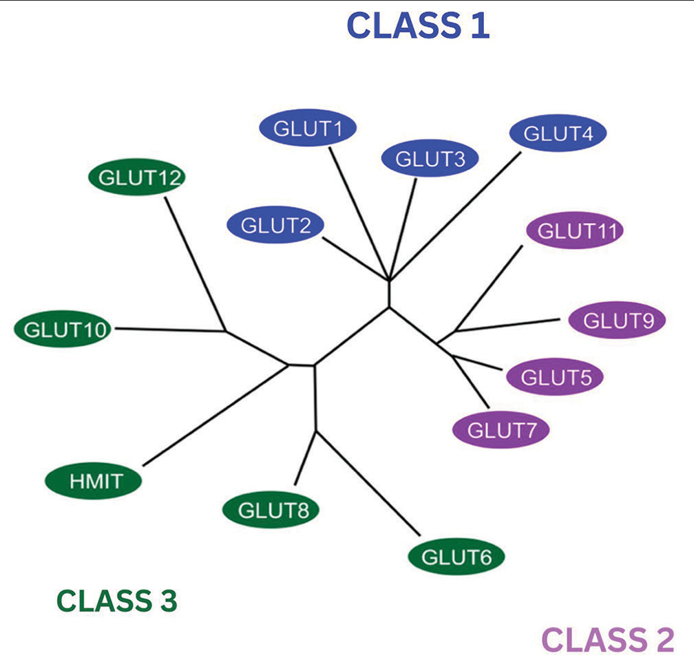 Phylogenetic dendrogram of glucose transporters (GLUTs) on the basis of similarities in their sequence modified from the image initially published by Wood and Trayhurn in GLUTs (GLUT and sodium-glucose transporters): Expanded families of sugar transport proteins in the British Journal of Nutrition. The blue colored boxes depict GLUT Class 1, the Purple color shows Class 2 and Green color shows Class 3.