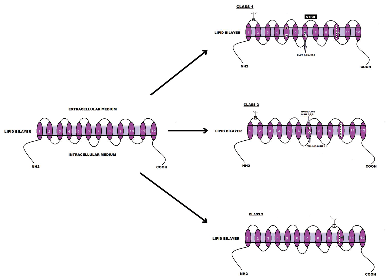 Classification and pictorial comparison of the three classes of glucose transporters on the basis of their structure and the presence of TM motifs. The image was designed using Canva.