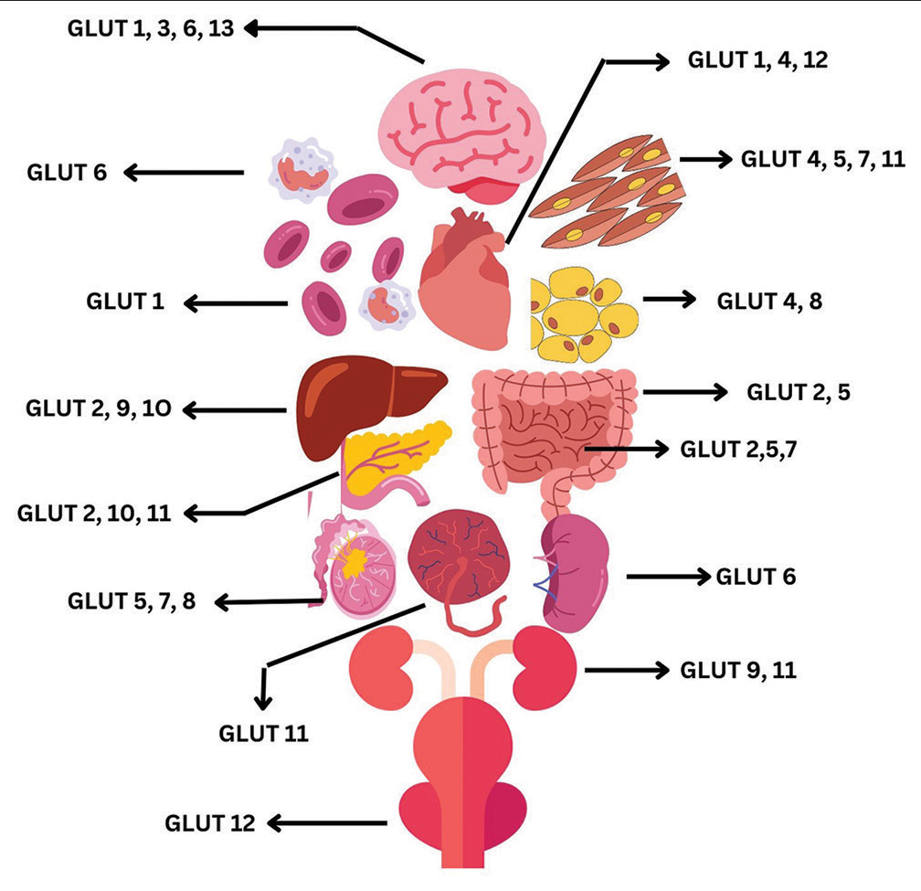 Expression of GLUTs in the different organs and tissues of the body. The image was designed using Canva. GLUTs: Glucose transporters.