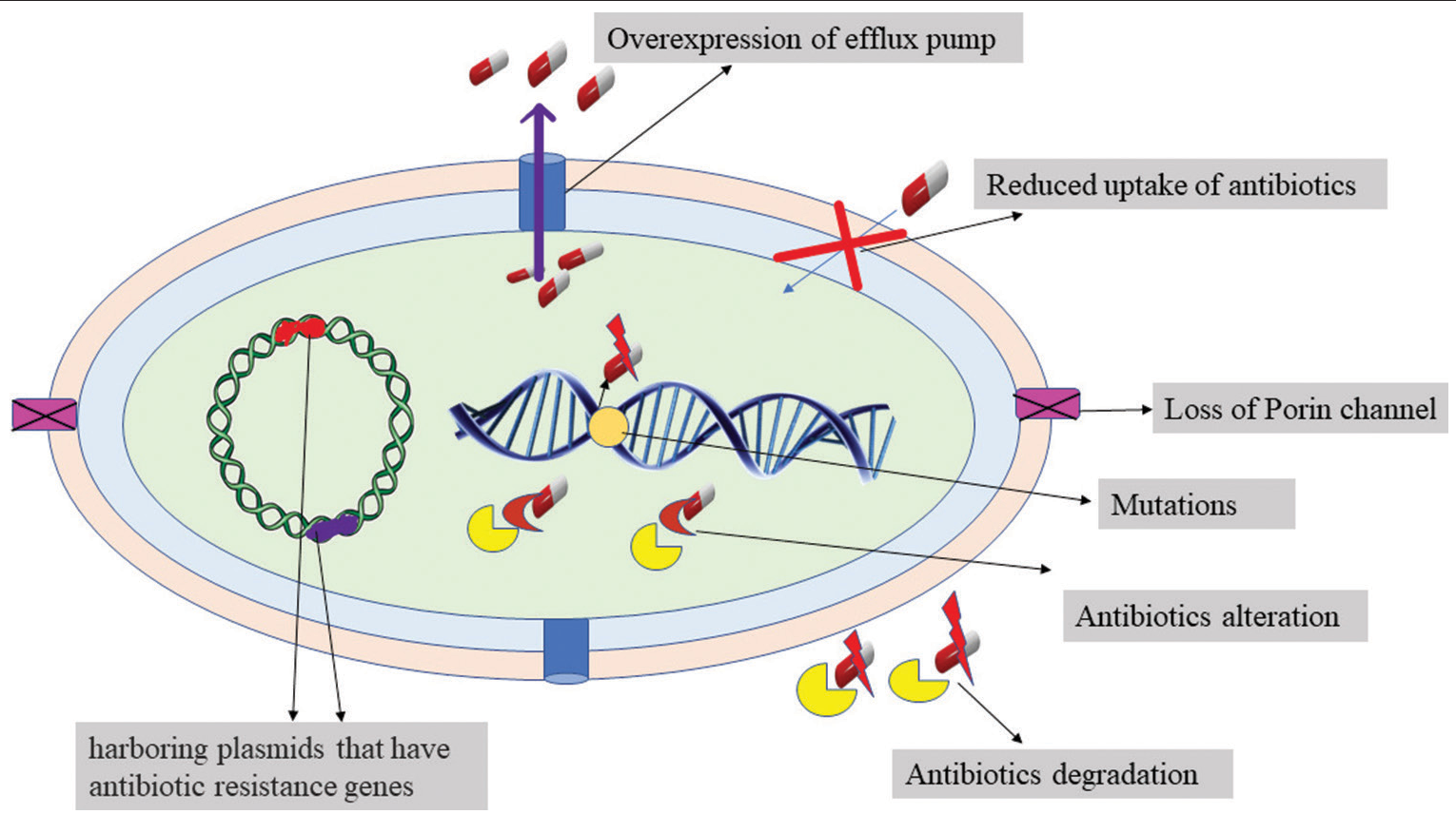 Resistance mechanism of Bacteria.