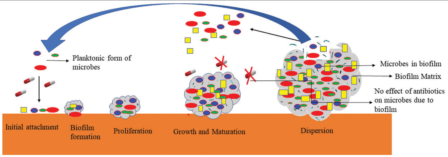 Biofilm Formation.