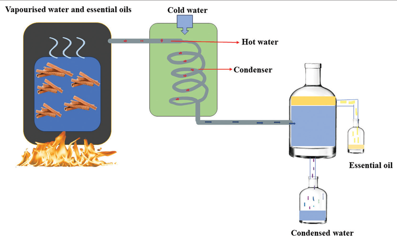 Distillation process of Cinnamomum zeylanicum (Cinnamon).