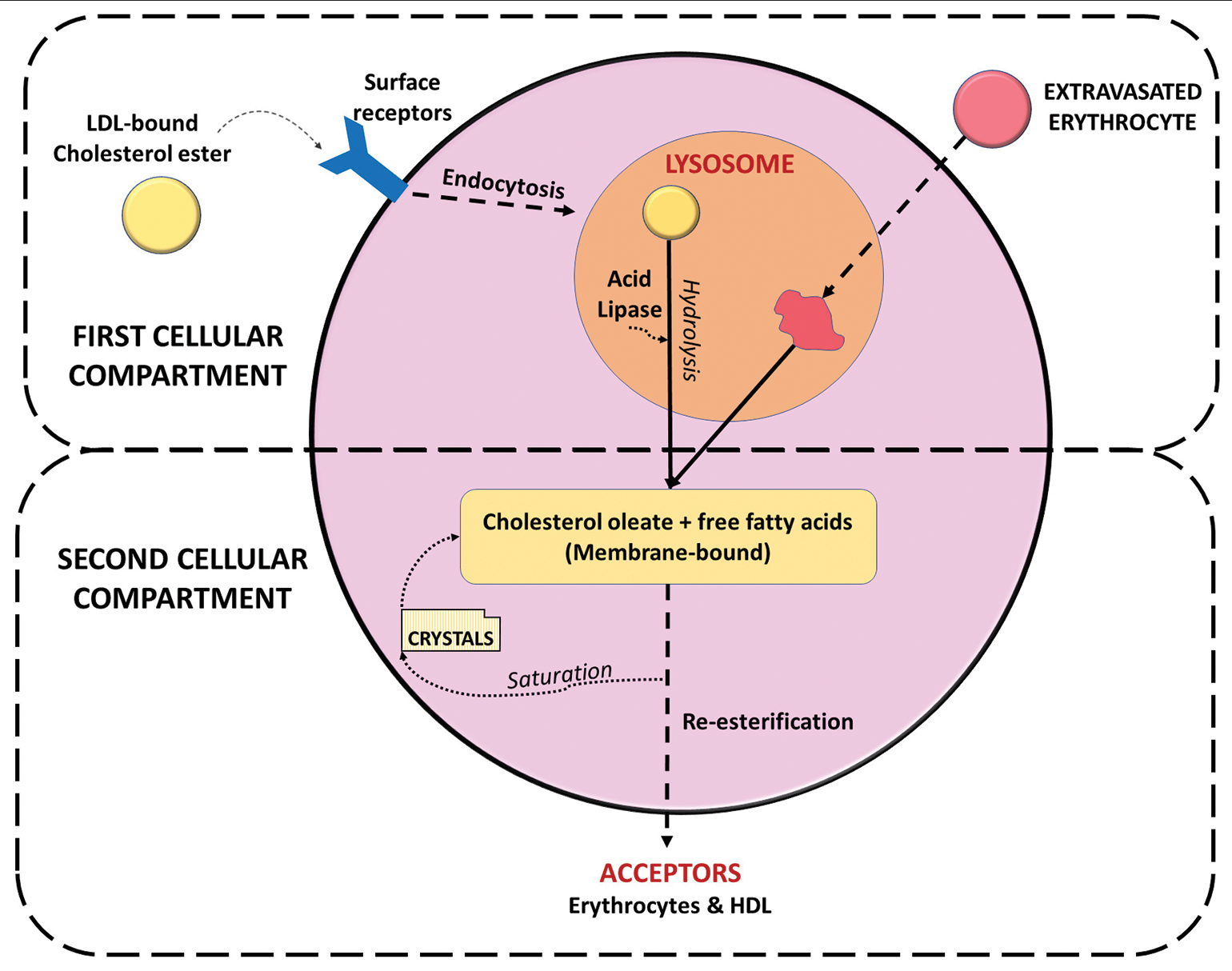 Alteration and offloading of cholesterol in foamy cells under physiologic conditions.