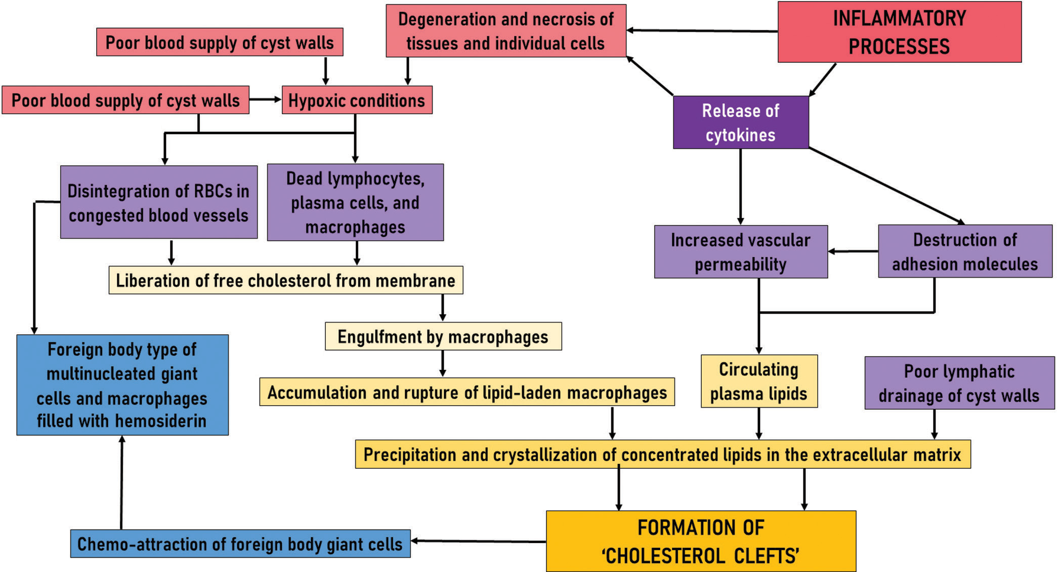 Cascade of events involved in the formation of cholesterol clefts in odontogenic cysts.