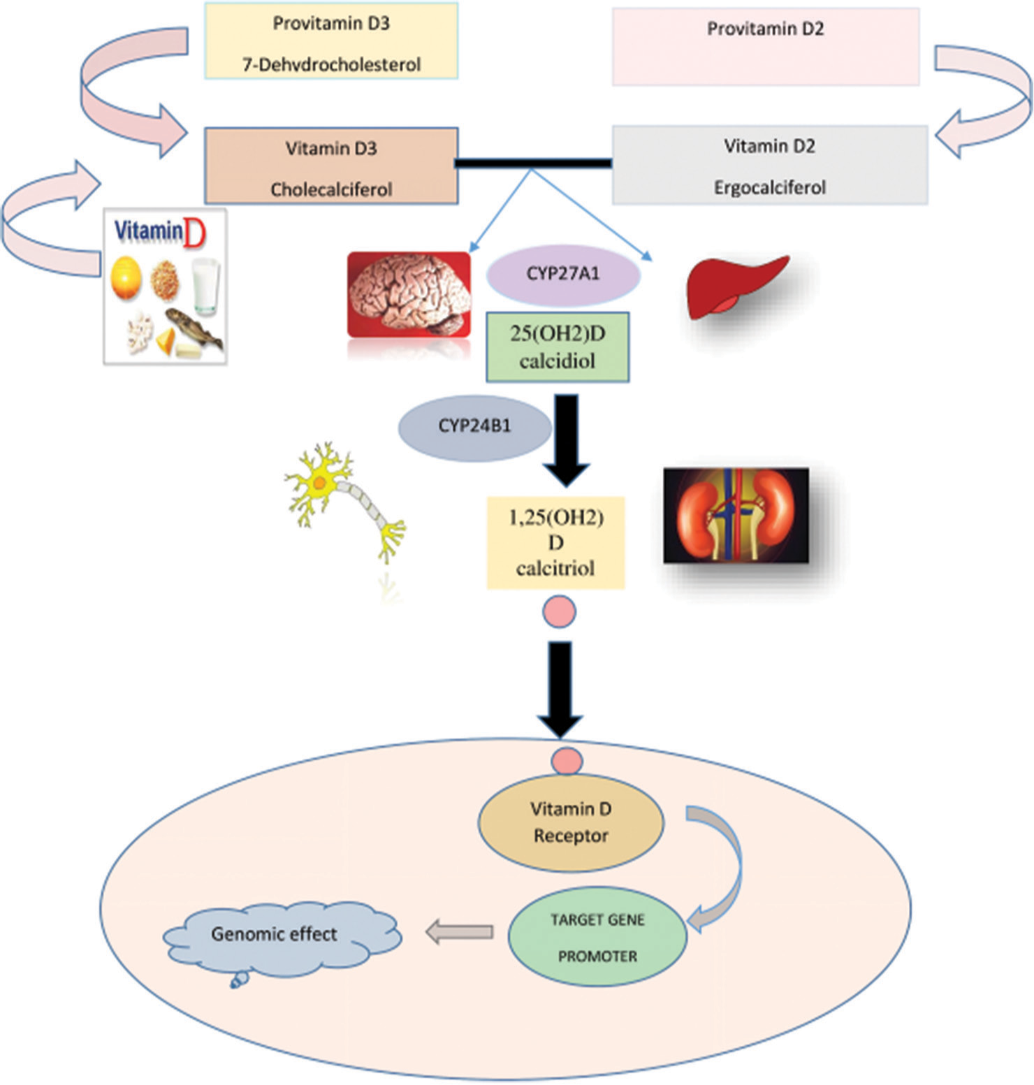 Biochemical features of Vitamin D.