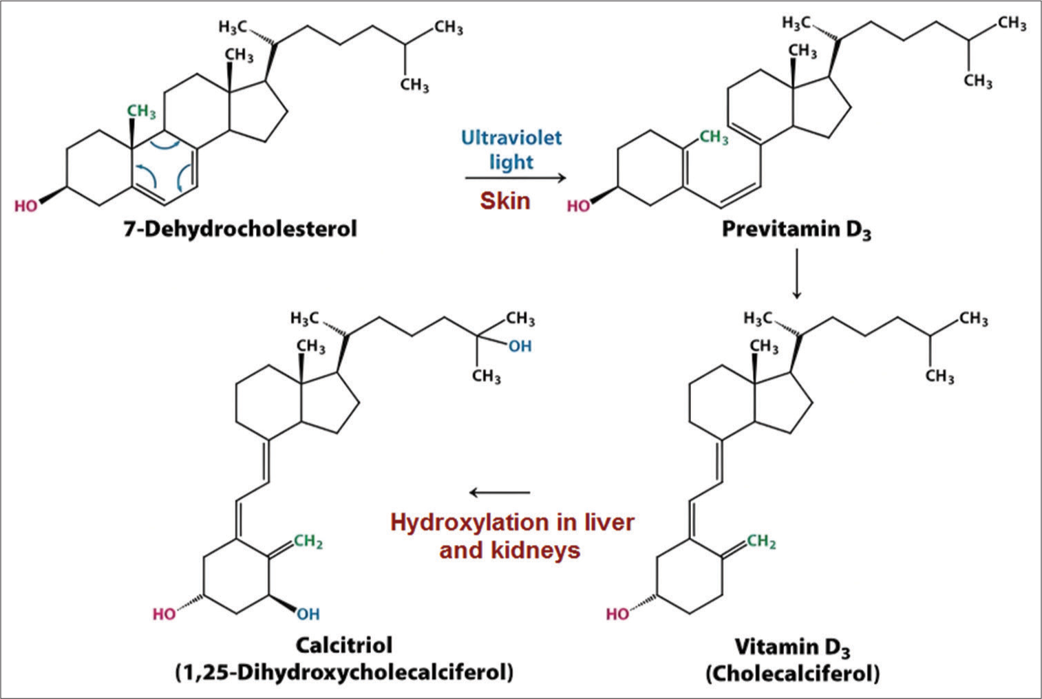 Structure of Vitamin D and its active metabolite.