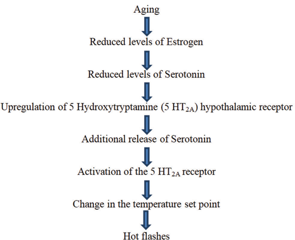 Mechanism of occurrence of hot flashes in menopausal women.