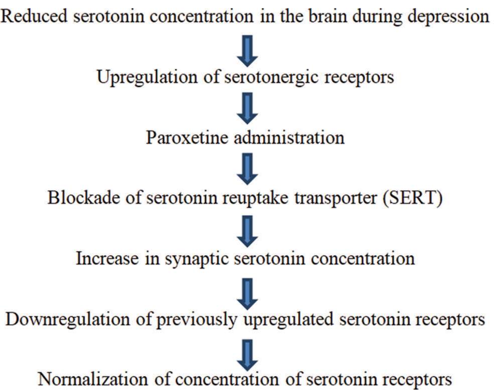 Mechanism of antidepressant action of Paroxetine.