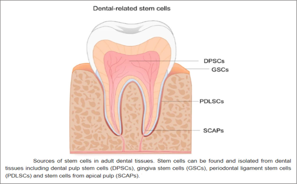 Stem cells can be isolated from adult dental tissues such as dental pulp stem cells, gingiva stem cells, periodontal ligament stem cells, and stem cells from apical pulps, excluding developing teeth.