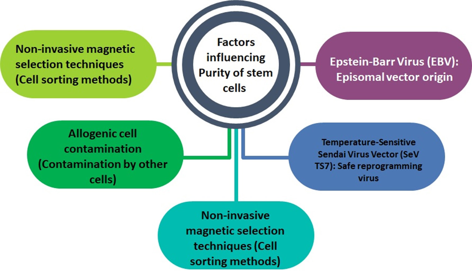 Factors influencing the purity of stem cells.